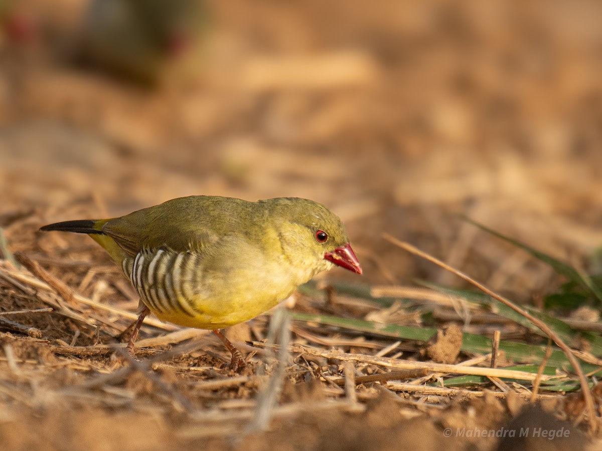 Green Avadavat - ML635172275