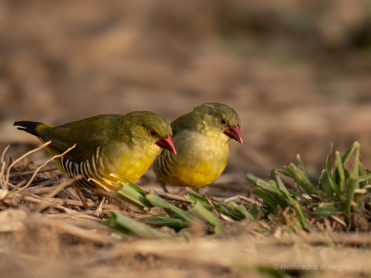 Green Avadavat - ML635172277