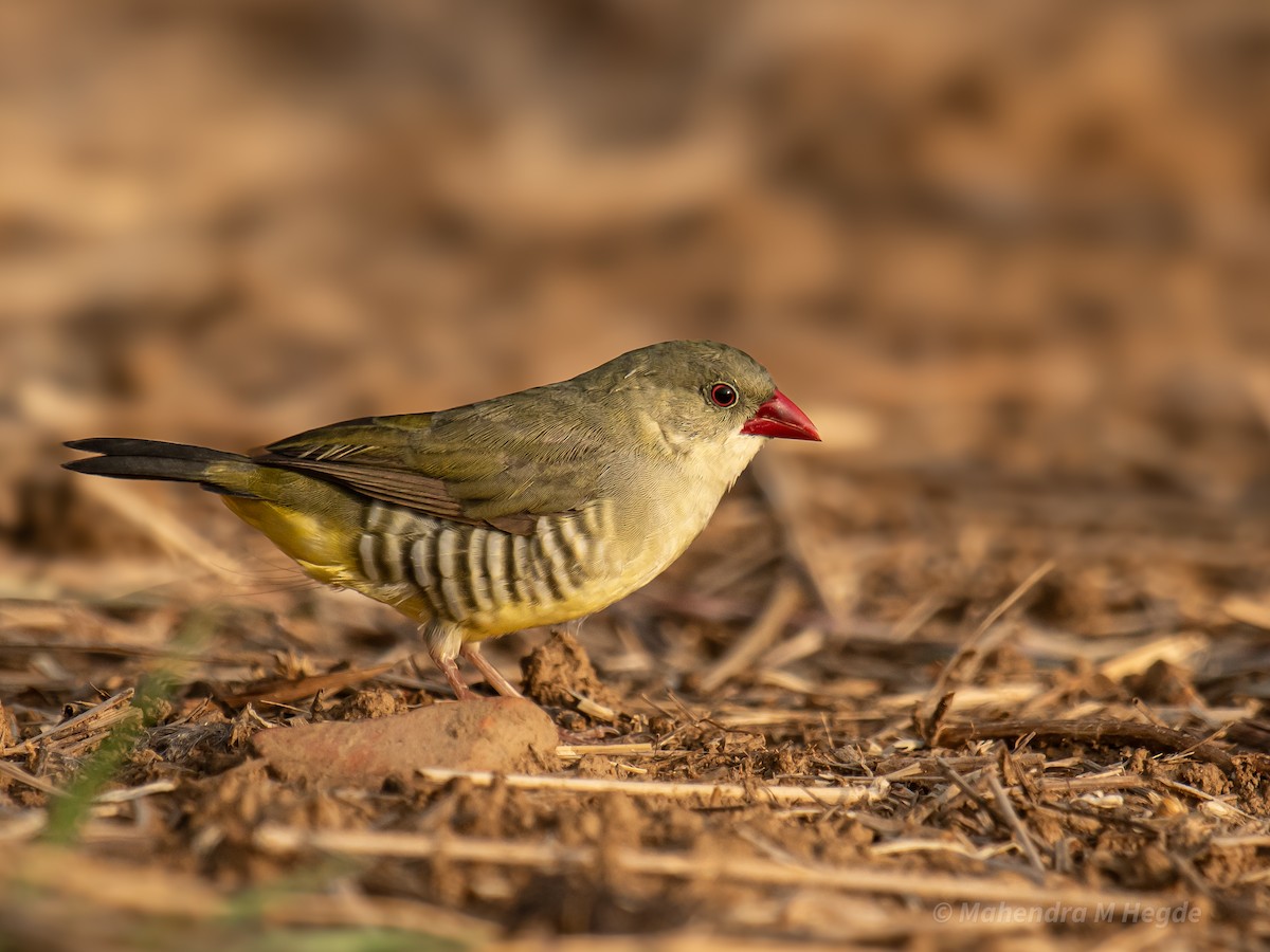 Green Avadavat - ML635172278