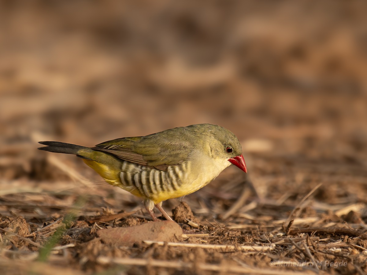 Green Avadavat - ML635172279
