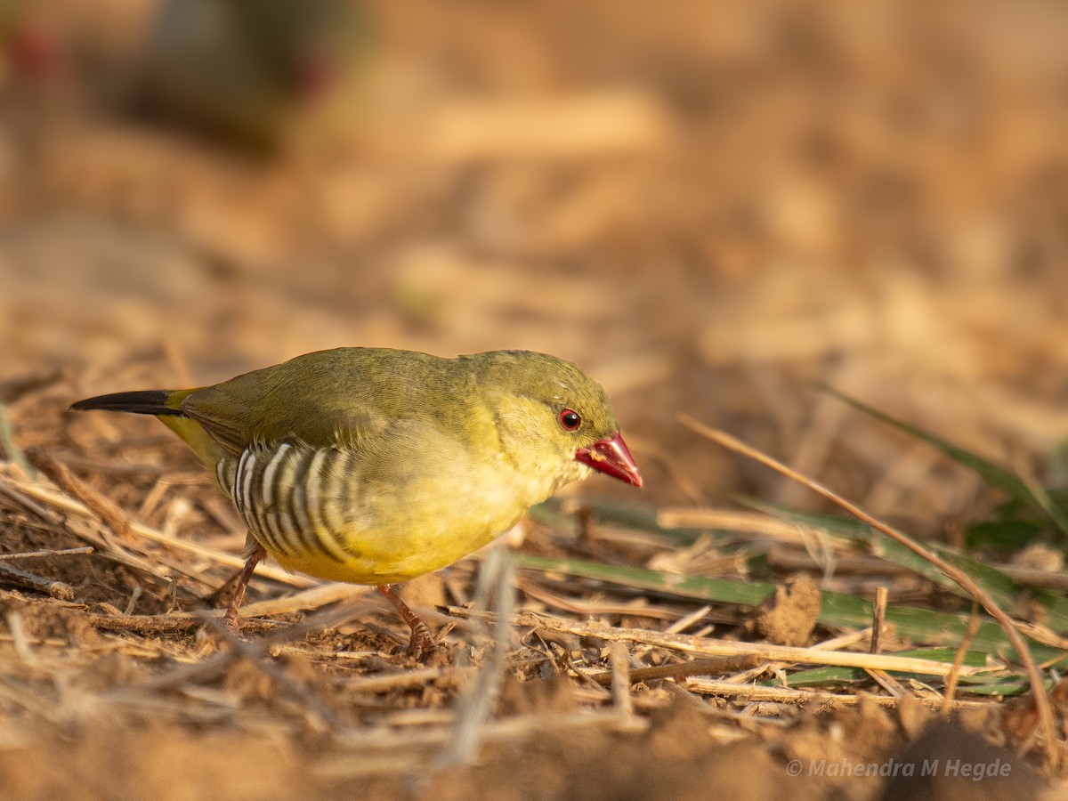 Green Avadavat - ML635172280
