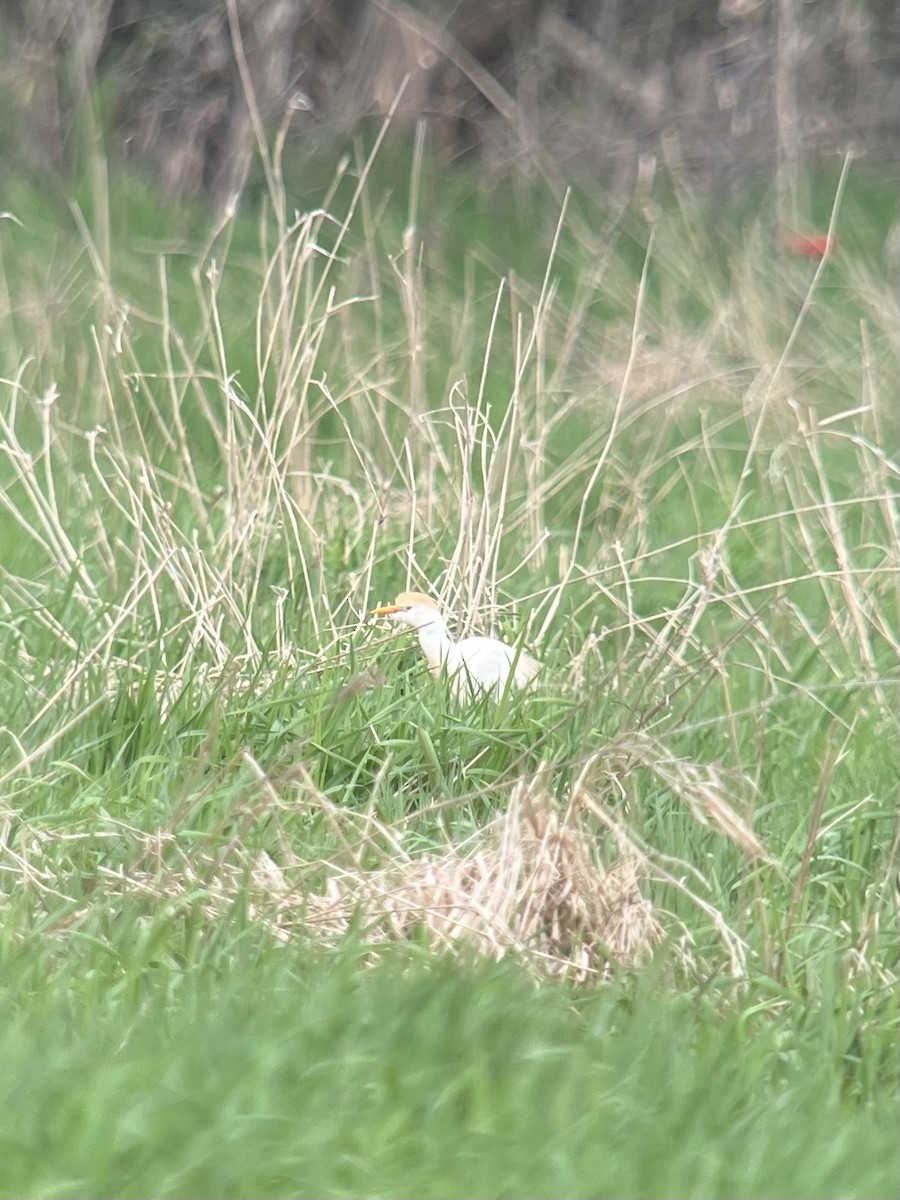 Western Cattle-Egret - ML635172283