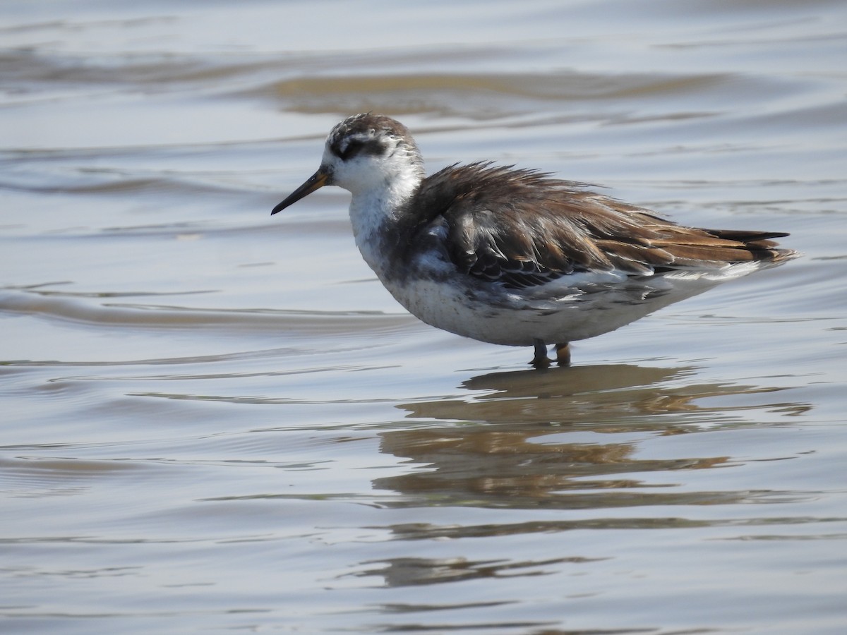 Улаан сэлээхэй - ML635172284