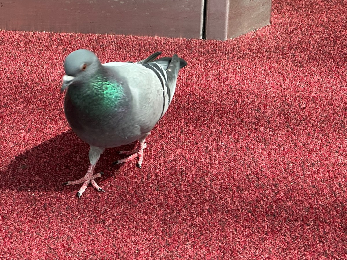 Rock Pigeon (Feral Pigeon) - ML635172288