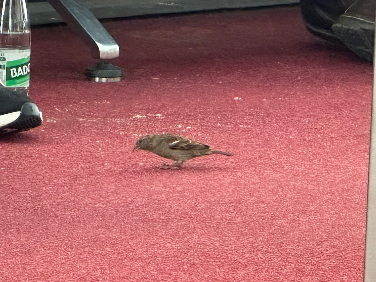 House Sparrow - ML635172295