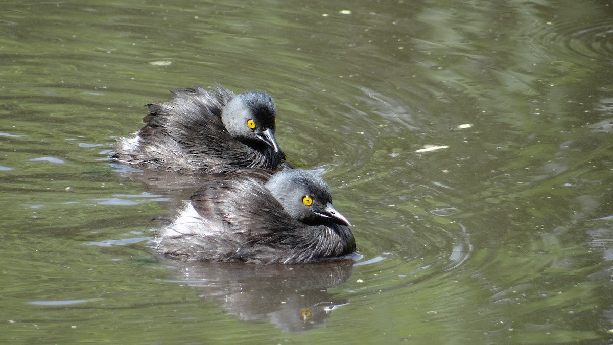 Least Grebe - ML63517231