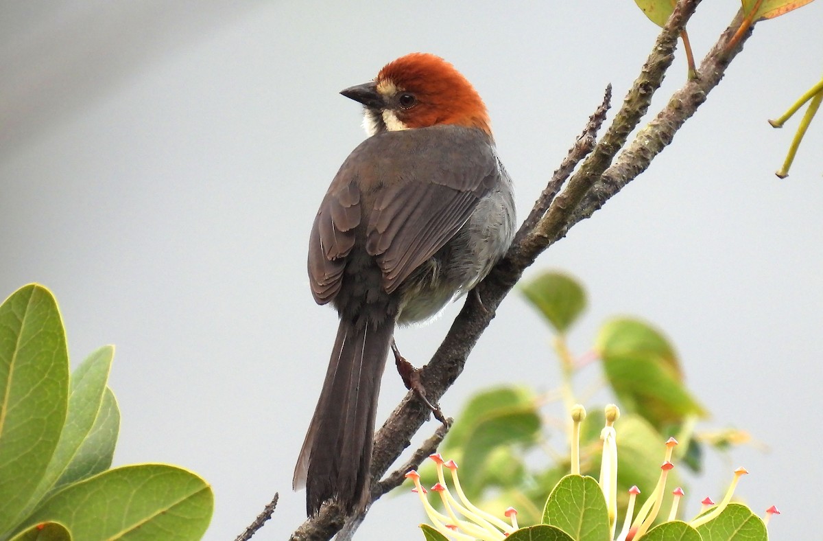 Rufous-eared Brushfinch - ML635172337