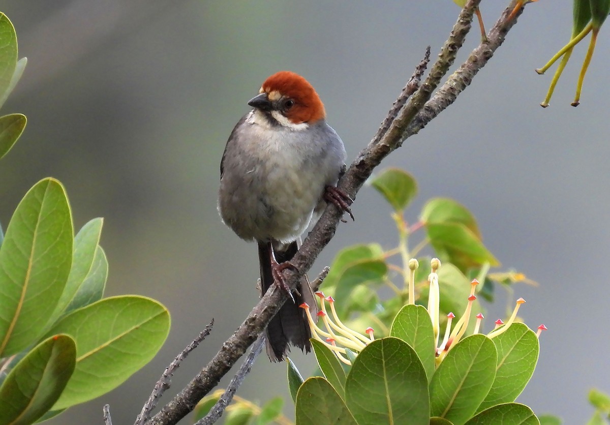 Rufous-eared Brushfinch - ML635172338
