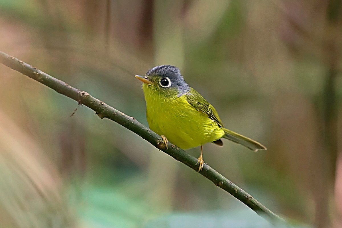 budníček brýlatý - ML635172342