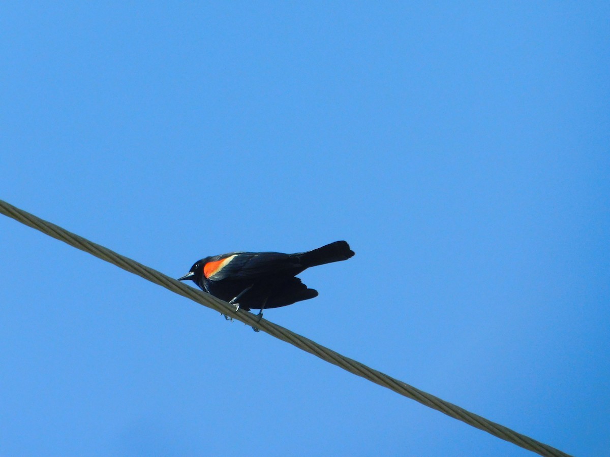 Red-winged Blackbird - ML635172406