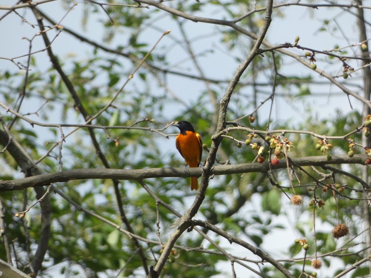 Baltimore Oriole - ML635172439