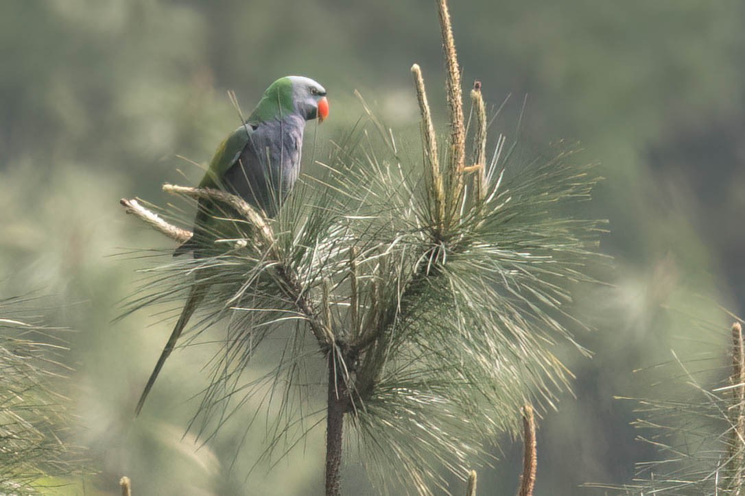 Derbyan Parakeet - ML635172621
