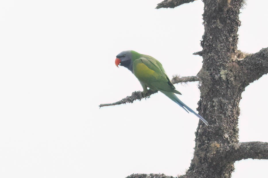 Derbyan Parakeet - ML635172861