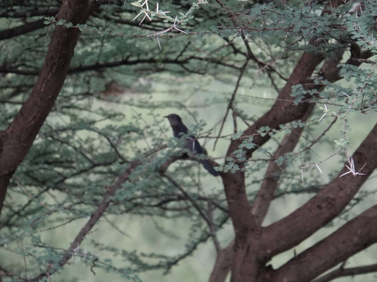 Black Cuckoo - ML635172916