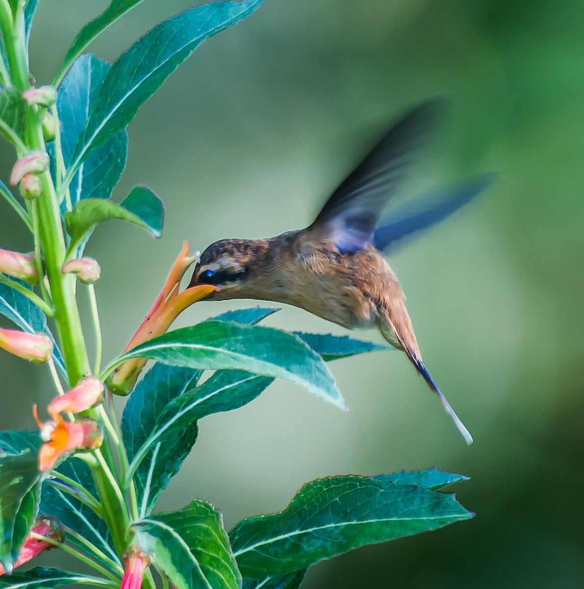 Stripe-throated Hermit - ML635172946