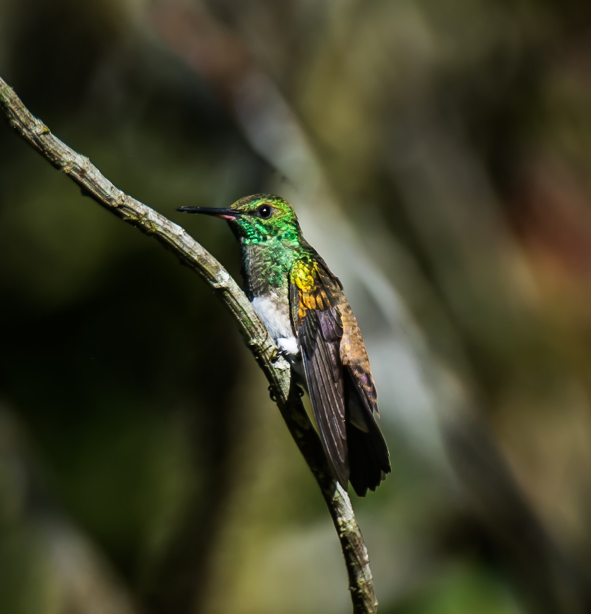Snowy-bellied Hummingbird - ML635172977