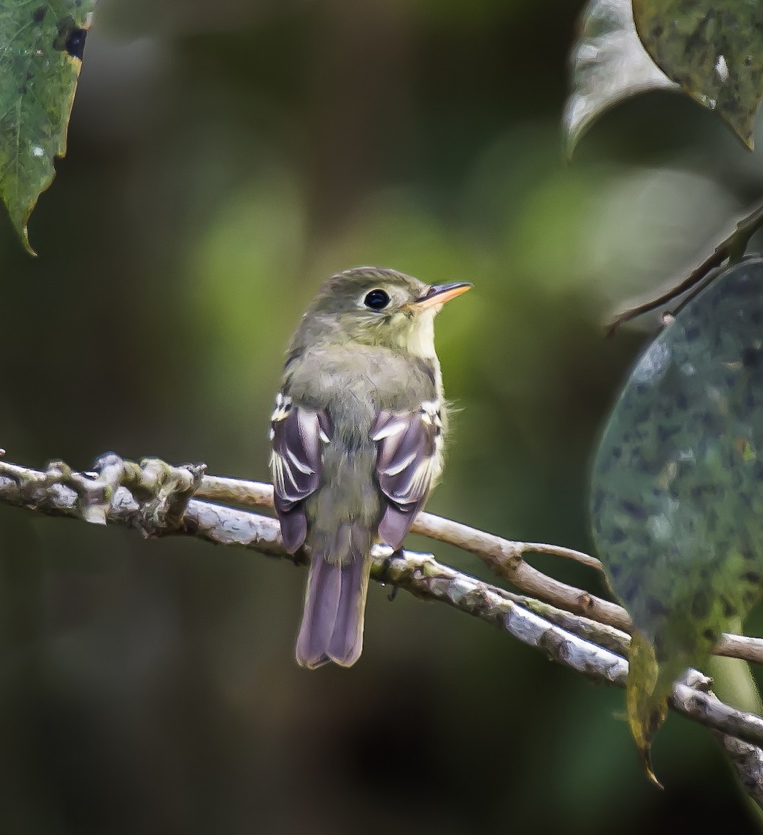 Yellow-bellied Flycatcher - ML635173113