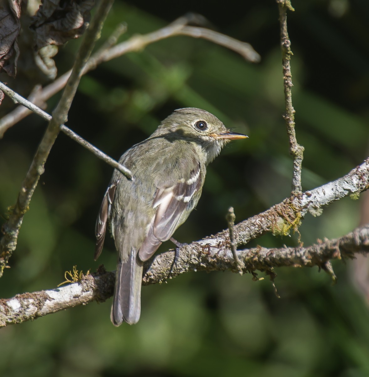 Yellow-bellied Flycatcher - ML635173114