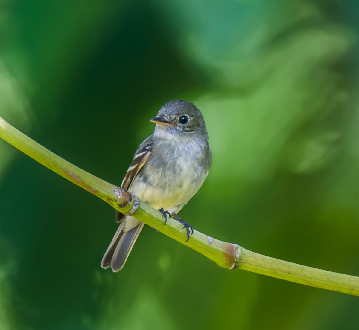 Yellow-bellied Flycatcher - ML635173115