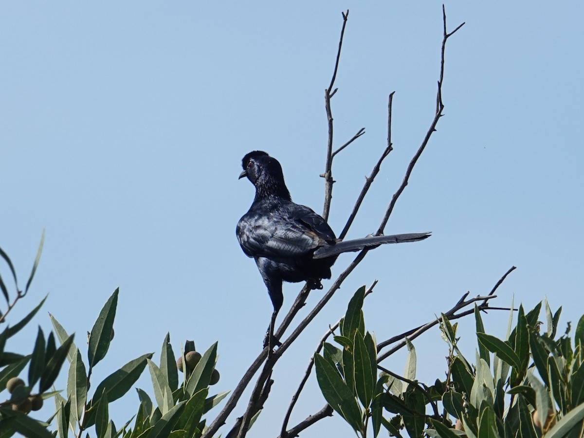 Bristle-crowned Starling - ML635173156