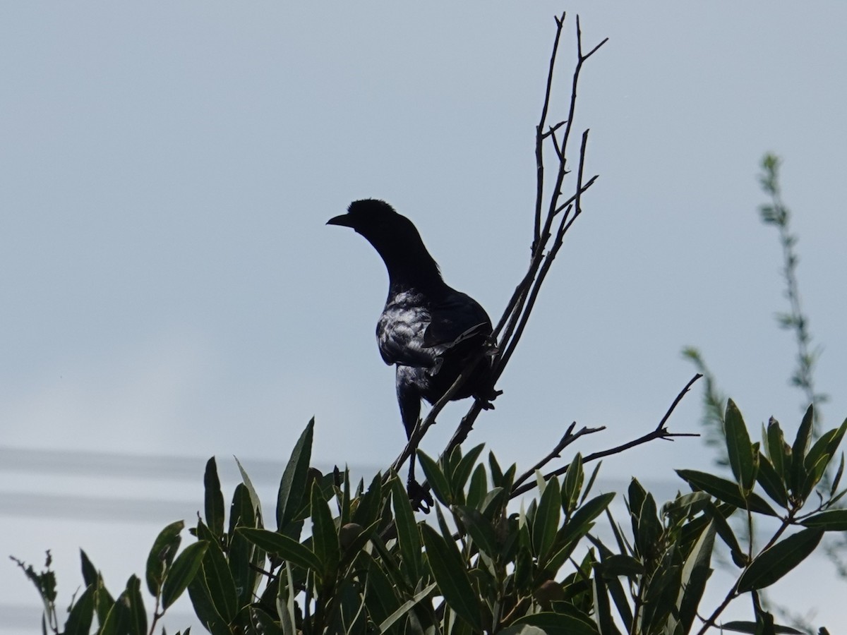 Bristle-crowned Starling - ML635173157