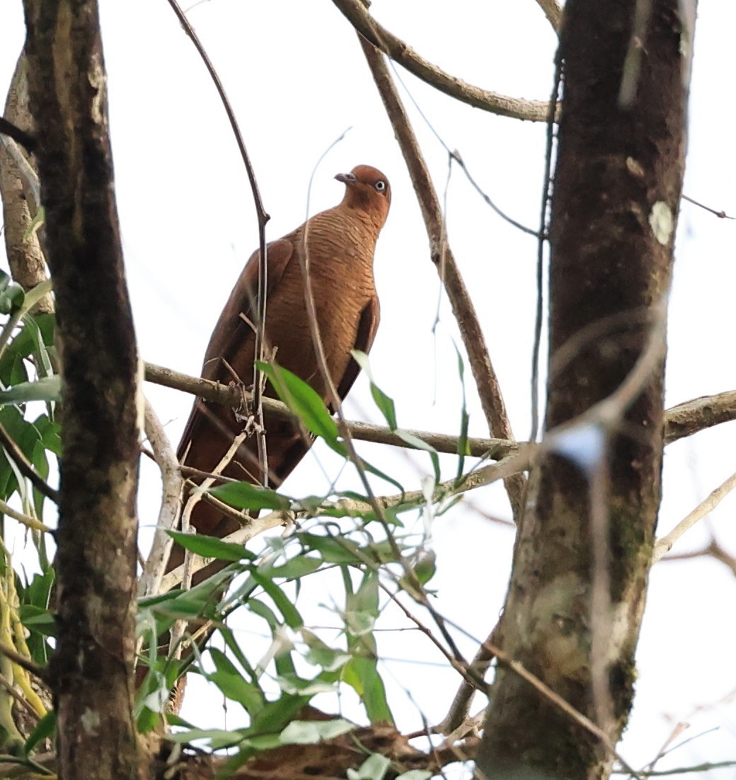 Andaman Cuckoo-Dove - ML635173205
