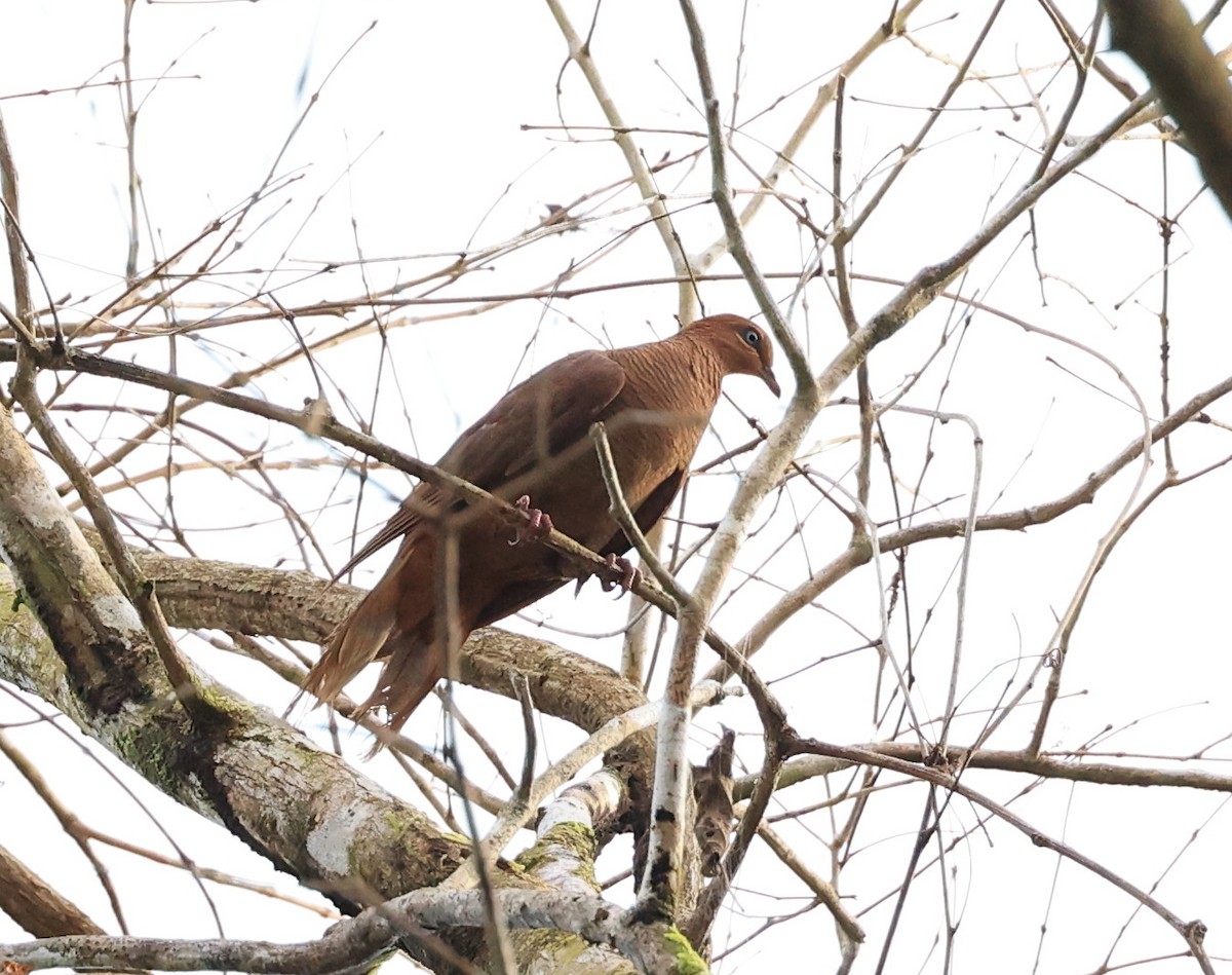 Andaman Cuckoo-Dove - ML635173238