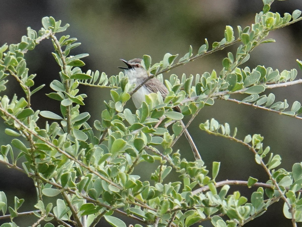 Pale Prinia - ML635173333