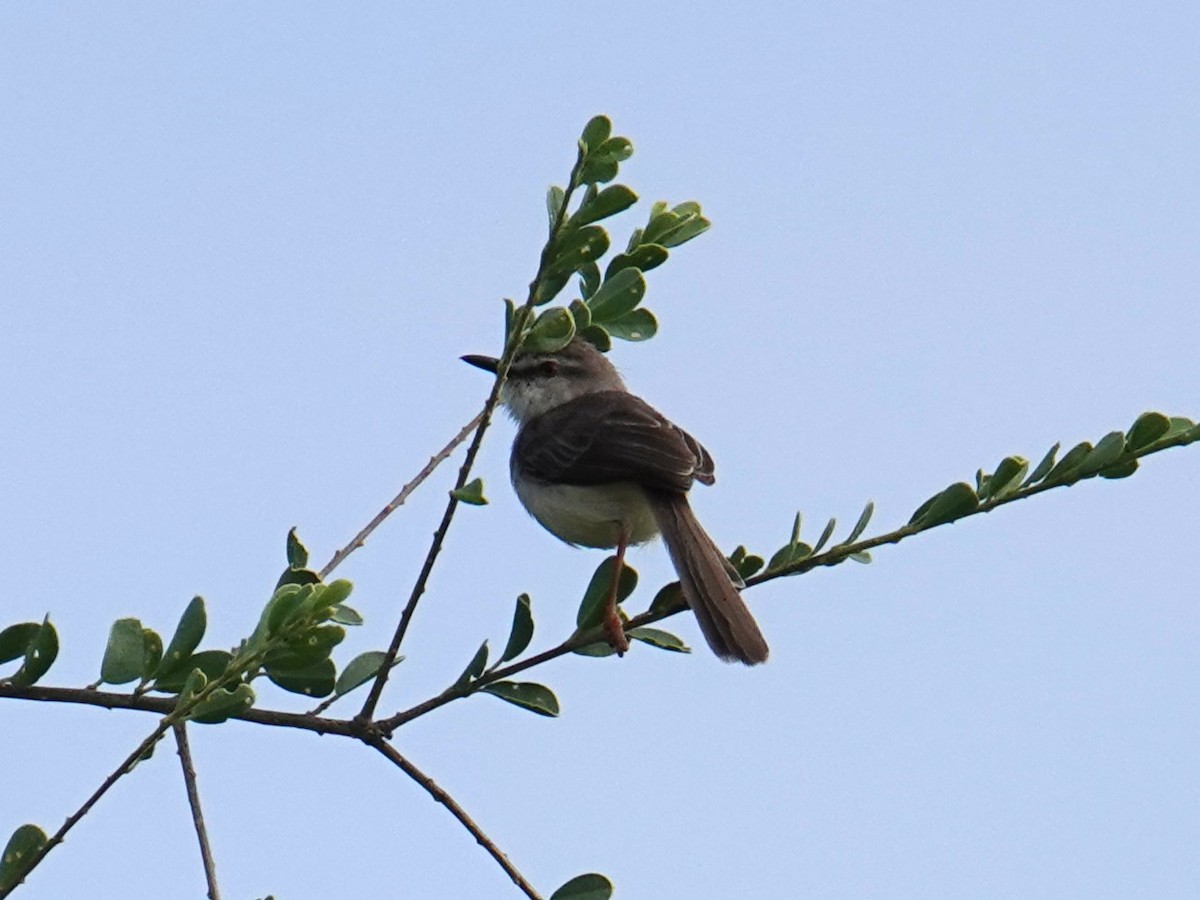 Pale Prinia - ML635173336