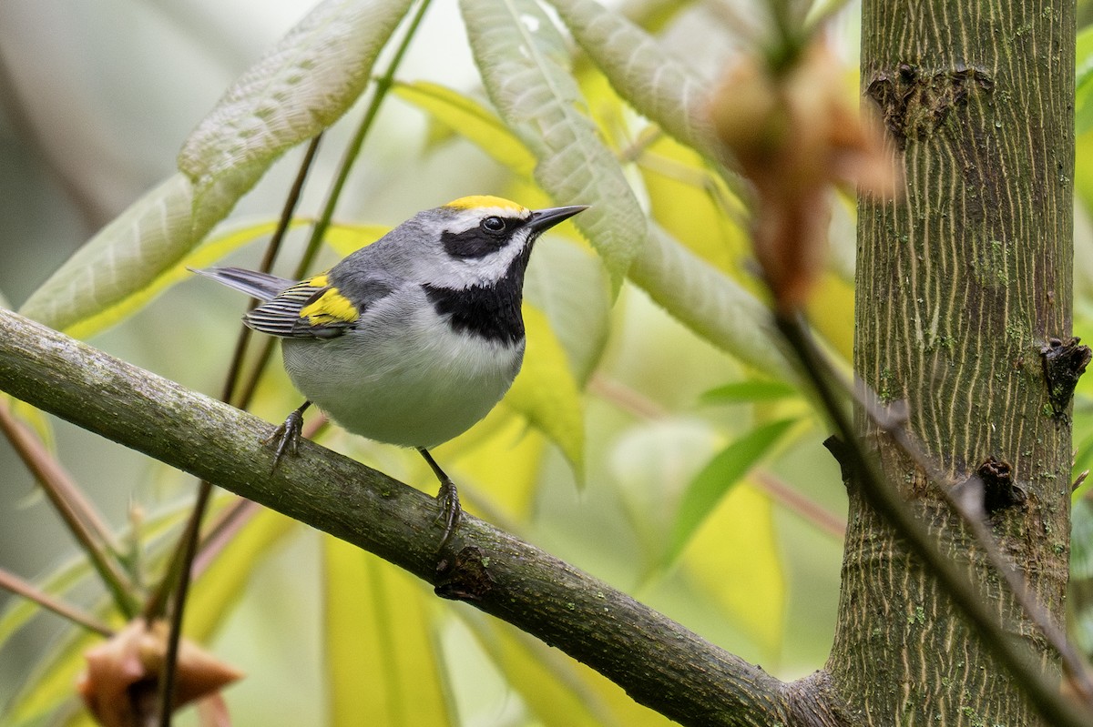 Golden-winged Warbler - ML635173346