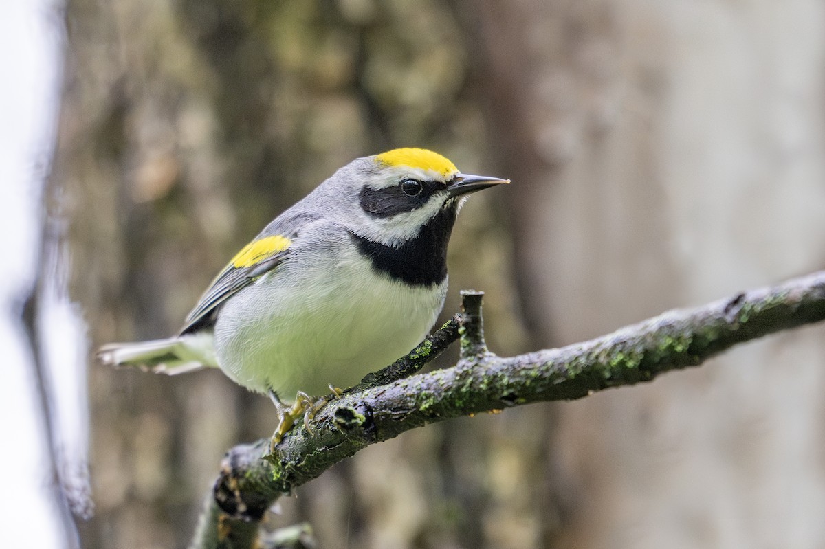Golden-winged Warbler - ML635173348