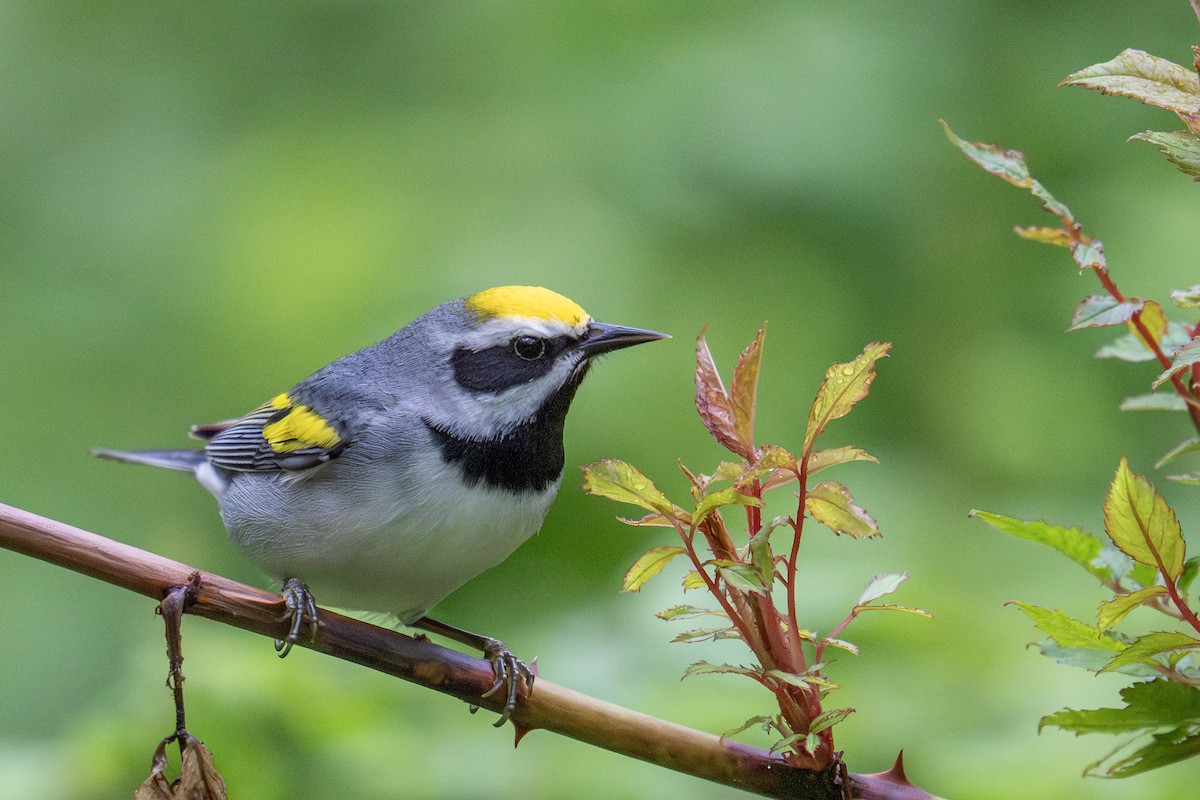 Golden-winged Warbler - ML635173349