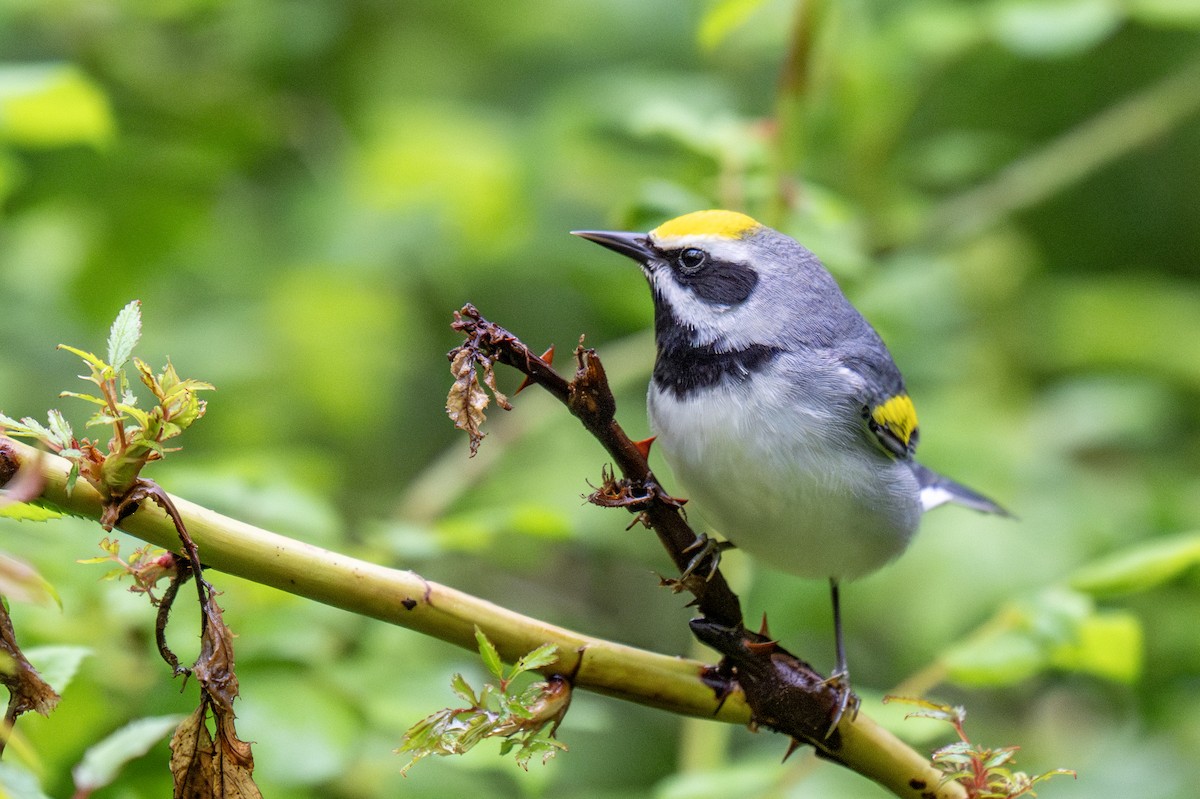 Golden-winged Warbler - ML635173350