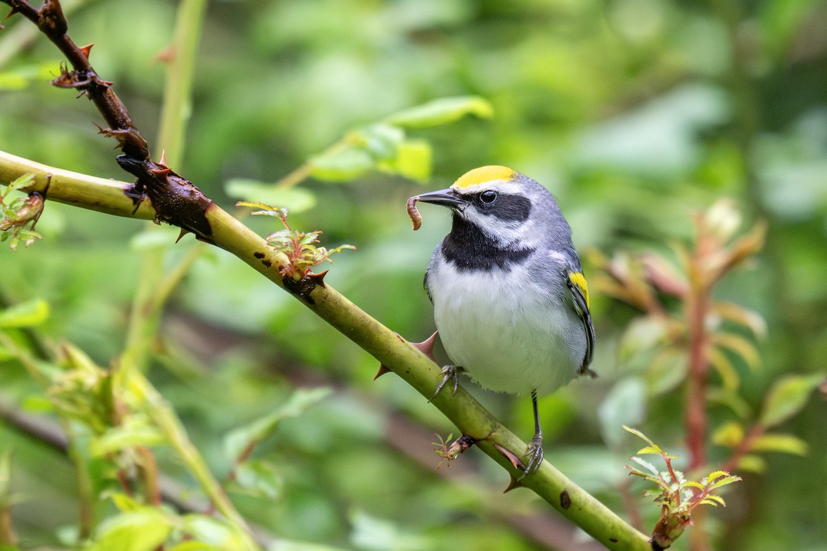 Golden-winged Warbler - ML635173351