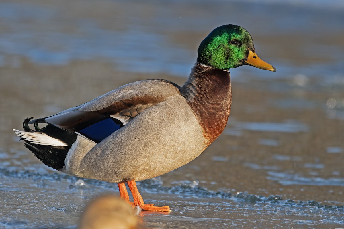 Mallard - ML635173467