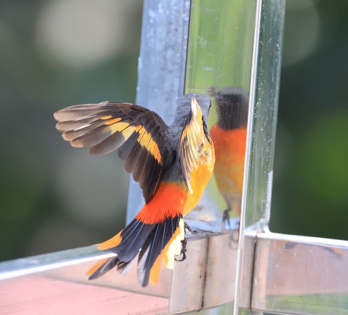 Small Minivet - ML635173484