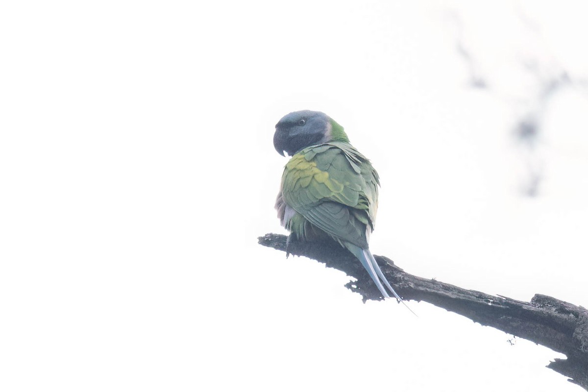 Derbyan Parakeet - ML635173567