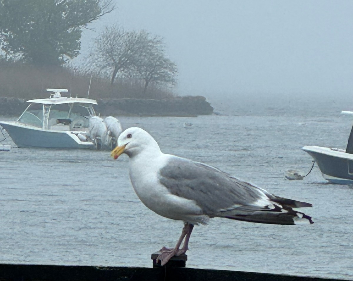 American Herring Gull - ML635173605