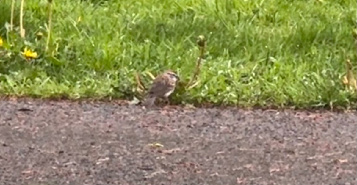 Chipping Sparrow - ML635173637