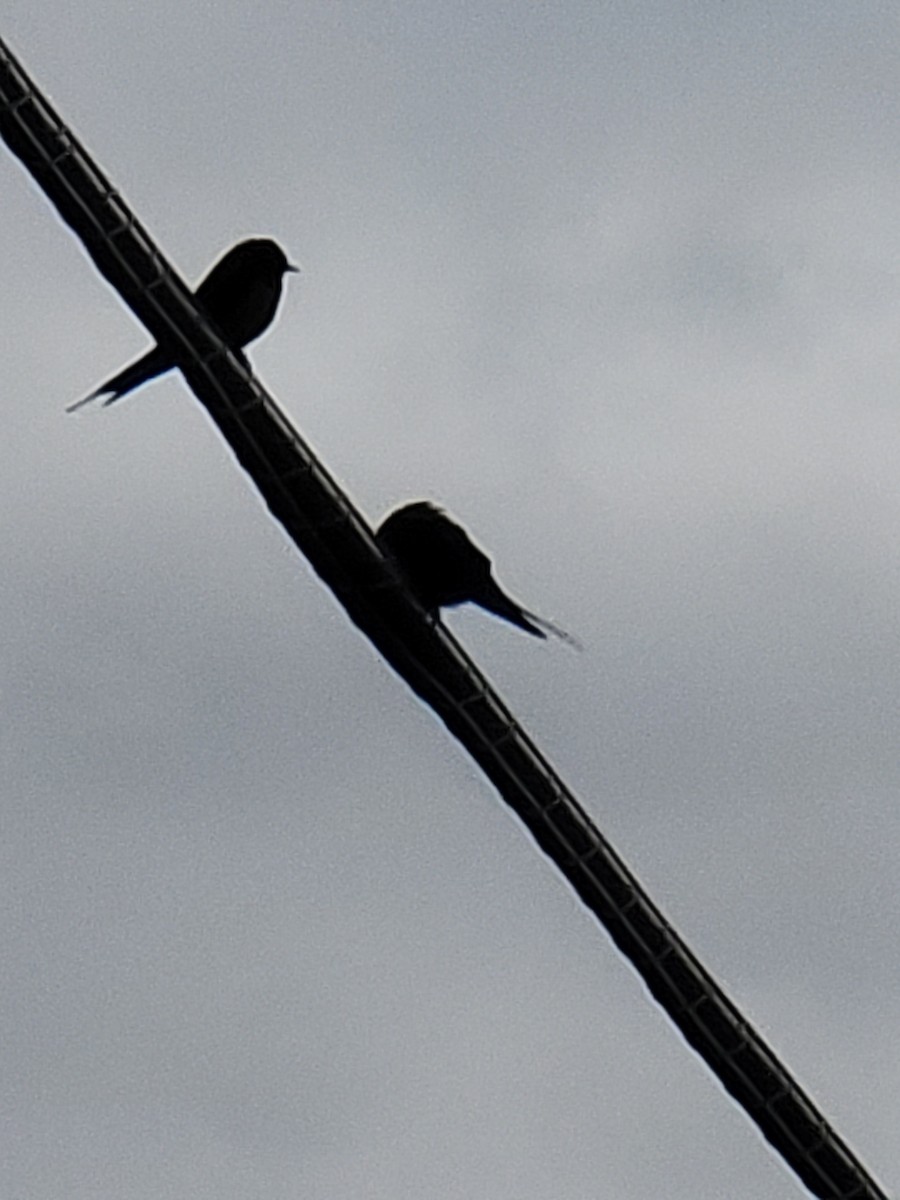 swallow sp. - ML635173662
