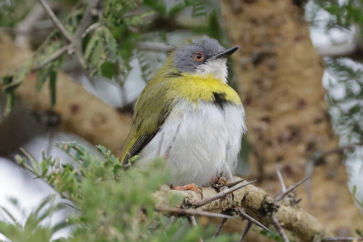 Yellow-breasted Apalis - ML635173909