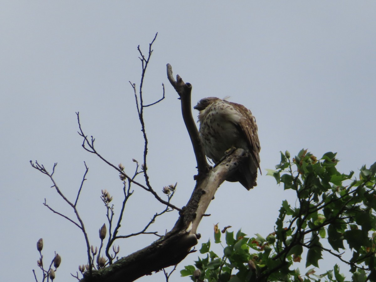 Red-shouldered Hawk - ML635173947