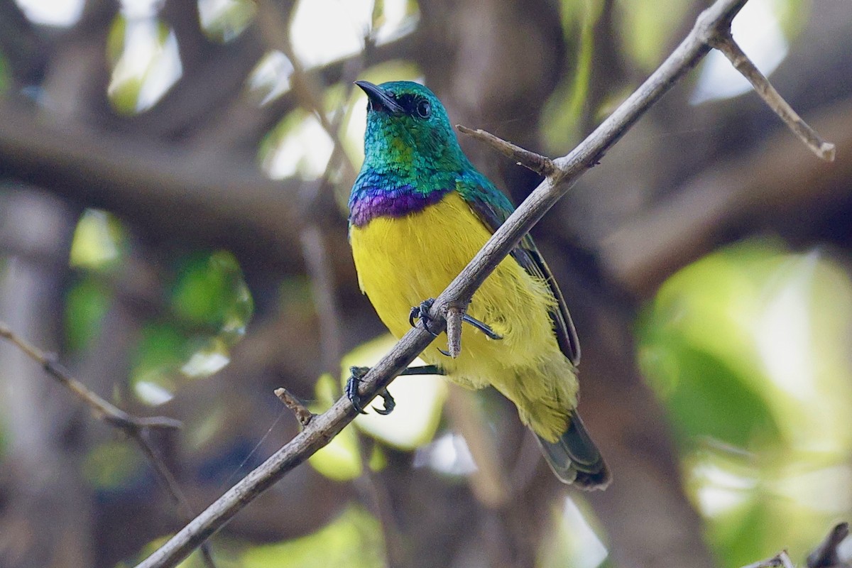 Collared Sunbird - ML635173967