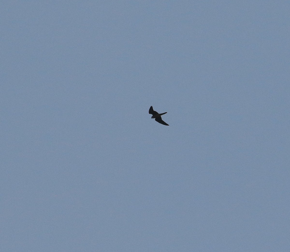 Eleonora's Falcon - ML635174003