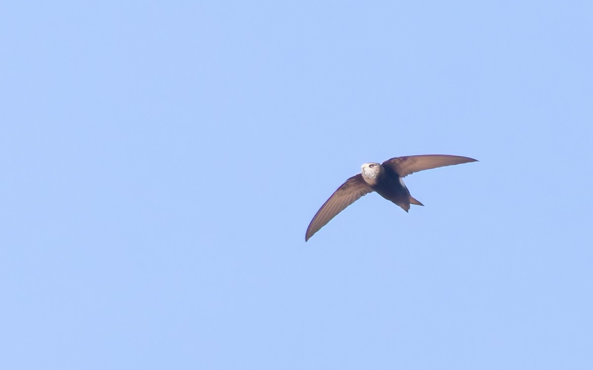 Vencejo Horus - ML635174062