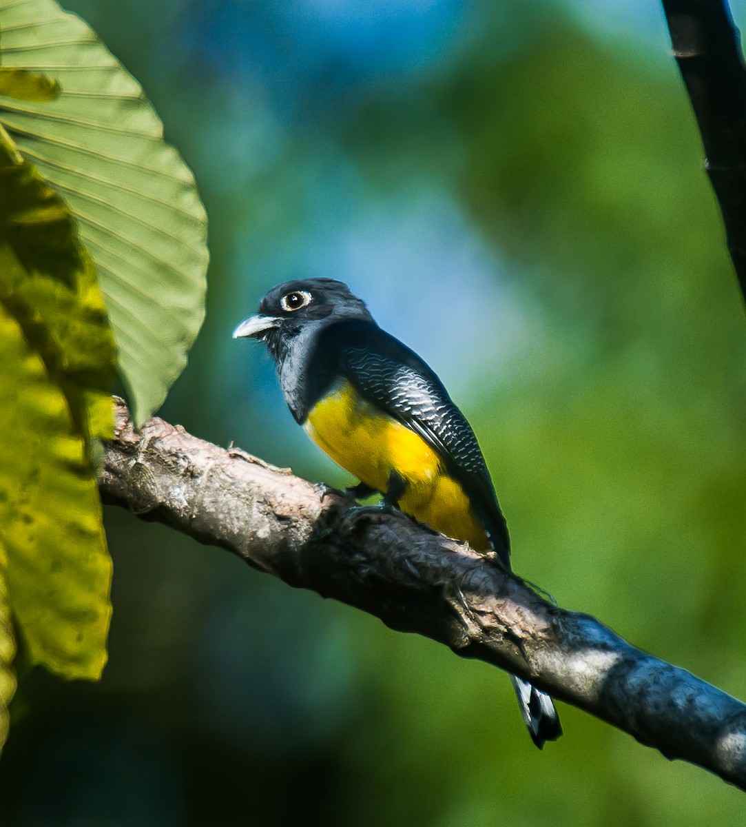 Gartered Trogon - ML635174082