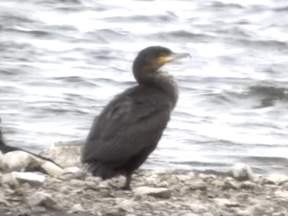 Great Cormorant (Eurasian) - ML635174162