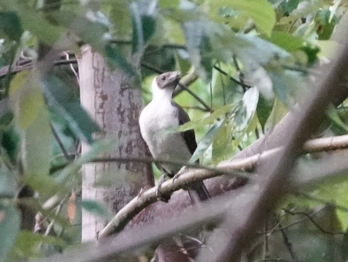 White-naped Friarbird - ML635174261