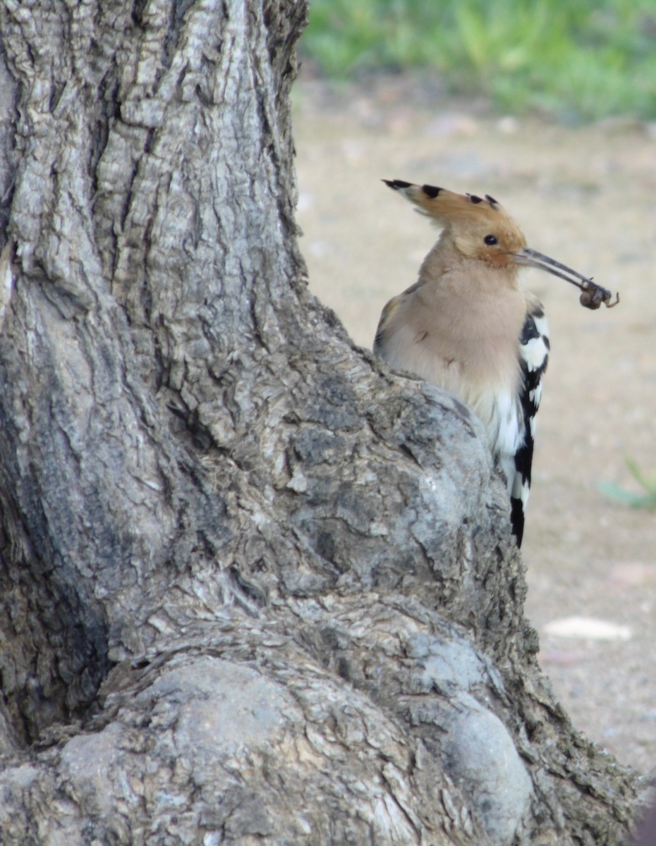 Eurasian Hoopoe - ML635174277
