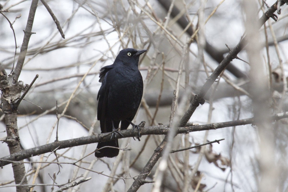 Rusty Blackbird - Michelle Martin